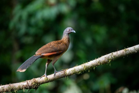 Grey-headed guan (ortalis cinereiceps), bird sitting on a branch, Heredia province, Costa Rica,