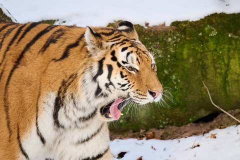 Siberian tiger (Panthera tigris altaica) walking in the snow in winter, captive, Germany, Europe