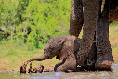 African elephant (Loxodonta africana), young animal, calf, baby elephant, mother, young animal with