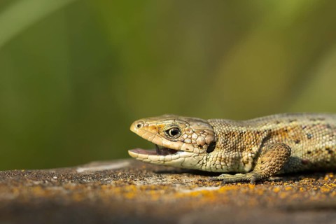 Common lizard (Zootoca vivipara) adult reptile with its mouth open on a wooden sleeper, England,