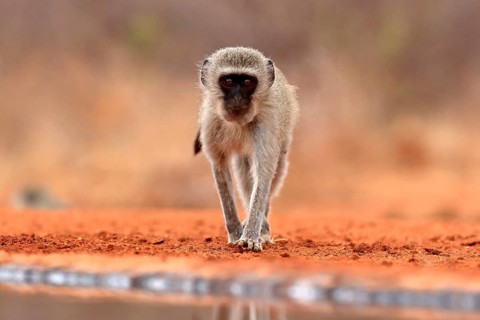 Vervet Monkey (Chlorocebus pygerythrus), adult, at the water, alert, Kruger National Park, Kruger