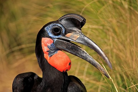 Red-faced Hornbill (Bucorvus leadbeateri), Red-cheeked Hornbill, Southern ground hornbill, Kaffir