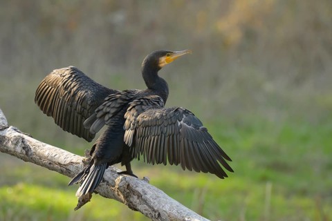 Cormorant (Phalacrocorax carbo), sitting, open wings, sun, Lower Austria