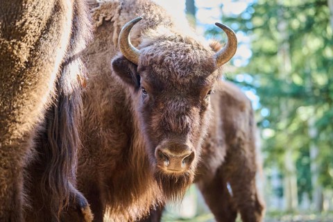 European bison (Bison bonasus) portrait in a forest in spring, Bavarian Forest, Germany, Europe