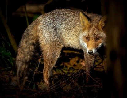 Red fox (Vulpes vulpes) standing in the thicket of the forest, hiding, curious, many branches