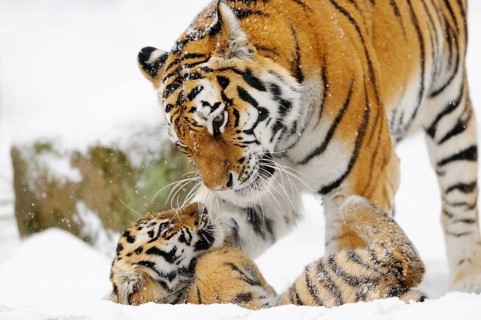 A tiger gently interacting with a young in a snowy forest, Siberian tiger (Panthera tigris