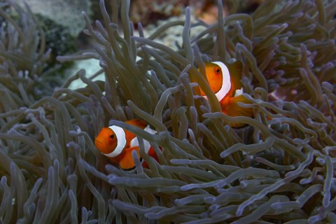 Two Ocellaris Clownfish (Amphiprion ocellaris) swimming between the tentacles of a sea anemone,