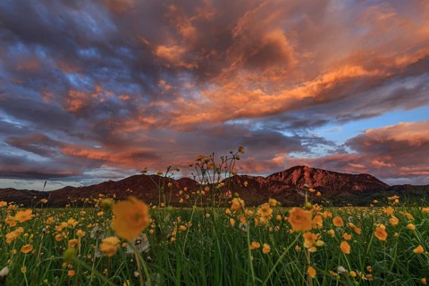 Flower meadow, cloudy mood, evening light, mountains, summer, Loisach-Lake Kochel moor, Kochler
