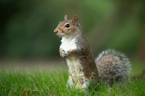 Grey squirrel (Sciurus carolinensis) adult animal on a garden grass lawn, England, United Kingdom,