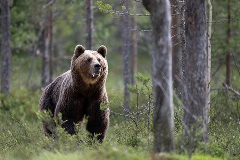 Brown bear (Ursus arctos) in the Finnish taiga, Kuusamo, Finland, Europe