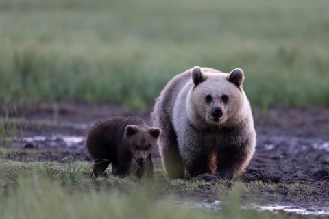 Brown bear (Ursus arctos) in the Finnish taiga, Kuusamo, Finland, Europe