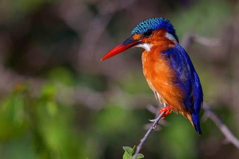 Crested Kingfisher, Corythohrnis cristatus, (Alcedo cristata), Kingfisher family, Malachite
