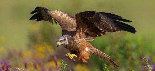 Black kite (Milvus migrans), flight photo, Hides De Calera / Steppe Raptors, Nussloch, Castilla La