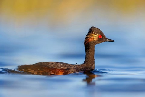 Black-necked grebe (Podiceps nigricollis), swimming in the water, Hides de El Taray / Floating Hid,