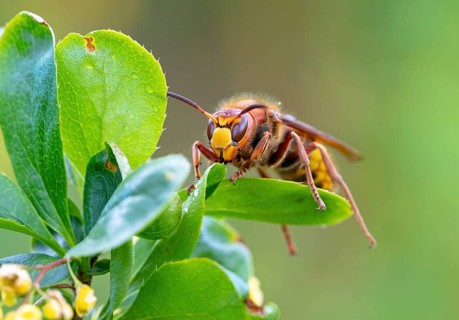 European hornet (Vespa crabro), insect, insects, macro, plant, garden, Neuhofen,