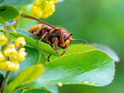 European hornet (Vespa crabro), insect, insects, macro, plant, garden, Neuhofen,