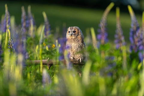 One young Ural owl (Strix uralensis) sitting on a branch lying in a field of flowering lupines in