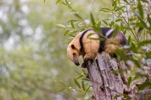 A southern tamandua (Tamandua tetradactyla), sits on the top of a broken/cut tree in a forest