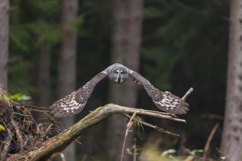 One great grey owl (Strix nebulosa) flying through a spruce forest