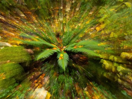 Abstract image of a fern plant, (Polypodium) in autumn, in the Rhön UNESCO Biosphere nature