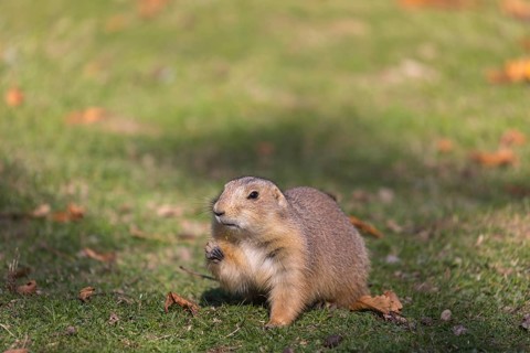 One black-tailed prairie dog sitting on short grass, searching for food on a bright sunny day