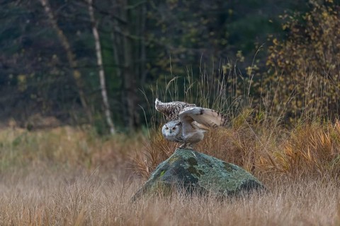 One Siberian Eagle Owl (Bubo bubo sibiricus) living off of a rock between tall reed grass lakeshore