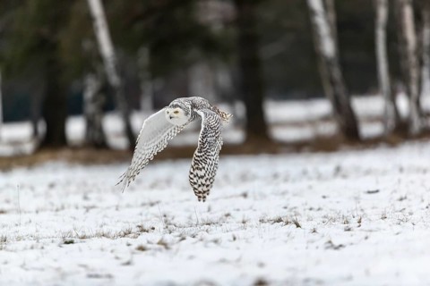 One snowy owl, Bubo scandiacus, Bubo scandiaca, Nyctea scandiaca flying over a snowy meadow with a
