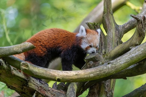 One red panda, Ailurus fulgens, walking over a branch of a dead tree. Fresh green vegetation in the