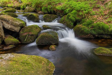 Kleine Ohe creek below Waldhaeuser village in the Bavarian Forest Nationalpark. Flowing water,