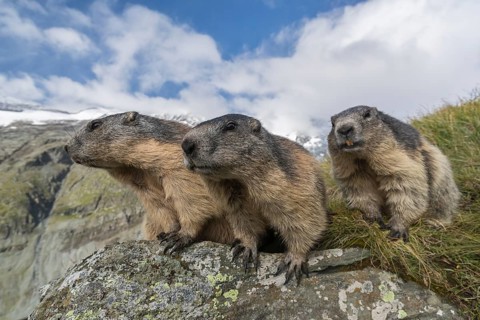 Three Alpine Marmot, Marmota marmota, sitting on a rock. Green grass around, mountains and blue sky