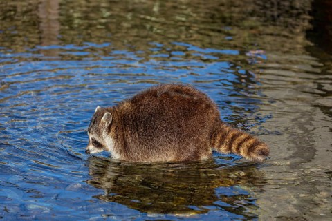 One Raccoon, Procyon lotor, looking for food between the pebbles in shallow water