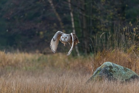 One Siberian Eagle Owl (Bubo bubo sibiricus) flying over tall reed grass lakeshore on an autumnal