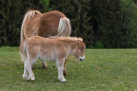 Falabella mare and foal, The Falabella (Equus ferus caballus) is the smallest horse at all