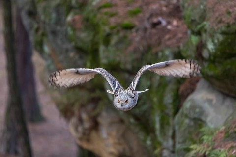 One Siberian Eagle Owl (Bubo bubo sibiricus) flying thru a forest. Rocks and trees in the