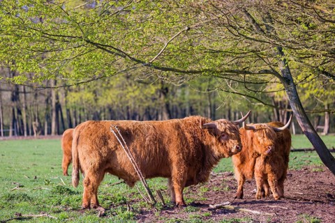 A family of Highlands (Bos primigenius), a bull, a cow and a calf stand on a pasture at a forest