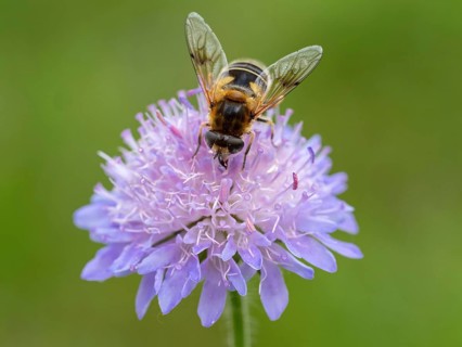 Fly, hoverfly, insect, (Eristalis horticol), Black Forest, Feldberg region, Baden-Württemberg,