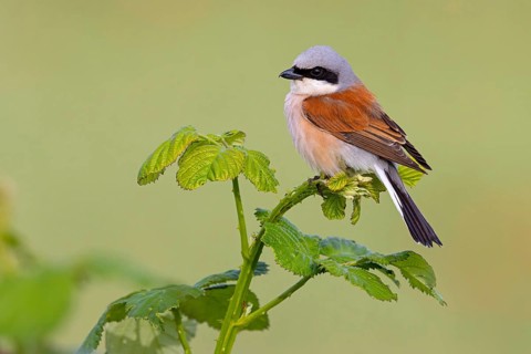 Red-backed shrike, red-backed shrike, thorn-backed shrike, family of shrikes, (Lanius collurio),