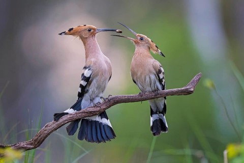 Hoopoe (Upupa epops) Bird of the Year 2022, courtship, mating, pair, male, female, with caterpillar