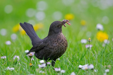Common blackbird, Eurasian blackbird (Turdus merula) female foraging in grassland, meadow with