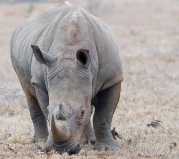 Southern white rhinoceros (Ceratotherium simum simum) surrounded by birds, adult male feeding on
