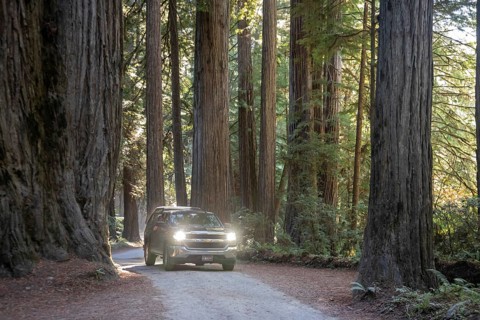 Crescent City, California - Redwood trees (Sequoia sempervirens), the tallest trees in the world,