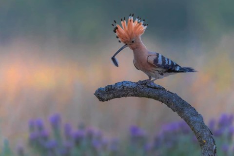 Hoopoe (Upupa epops) Bird of the Year 2022, with caterpillar as prey for the young bird, raised