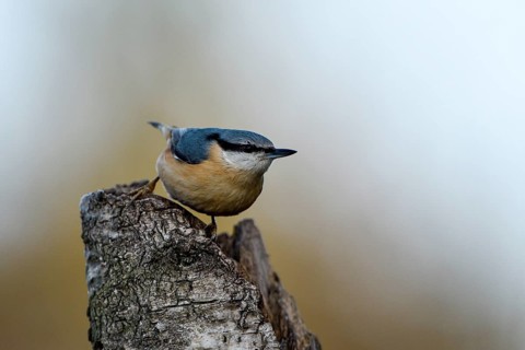 Nuthatch (Sitta europaea), adult bird, Dingdener Heide nature reserve, North Rhine-Westphalia,