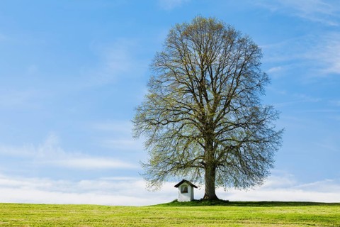 Large lime tree watches over a Helgenstöckli near Wittenbach, Canton St. Gallen, Switzerland,