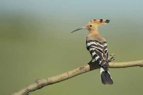 Hoopoe (Upupa epops), Branch, Embalse de Guadiloba, Caceres, Extremadura, Spain, Europe