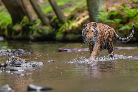 One young female Siberian Tiger, Panthera tigris altaica, walking thru the cool fresh water of a