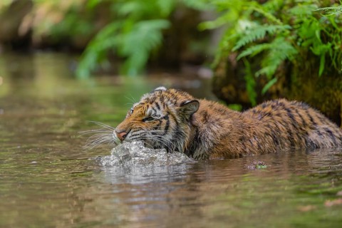 One young female Siberian Tiger, Panthera tigris altaica, lying resting in the cool fresh water of