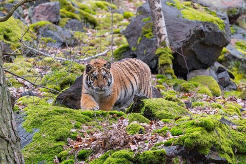 One young female Siberian Tiger, Panthera tigris altaica, walking between rocks in a forest