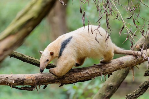 A southern tamandua (Tamandua tetradactyla), walks on a branch of a tree in a forest