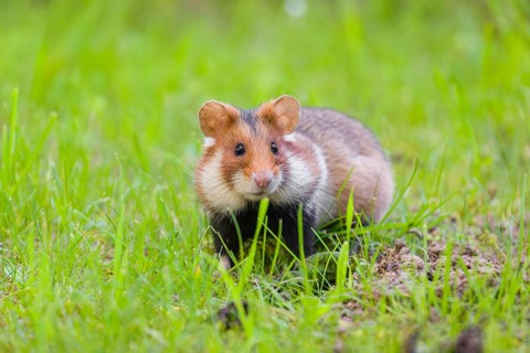 A European hamster (Cricetus cricetus), Eurasian hamster, black-bellied hamster or common hamster,